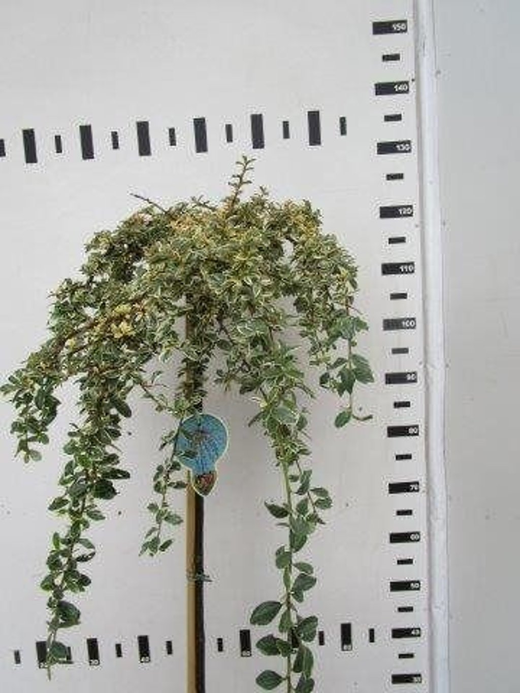 Cotoneaster suec. 'Juliette' - 120 CM Stem C7.5